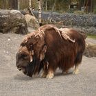 Tierpark Dählhölzli Bern