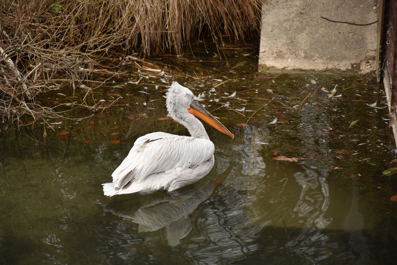 Tierpark Dählhölzli Bern Foto & Bild tiere, zoo, wildpark & falknerei