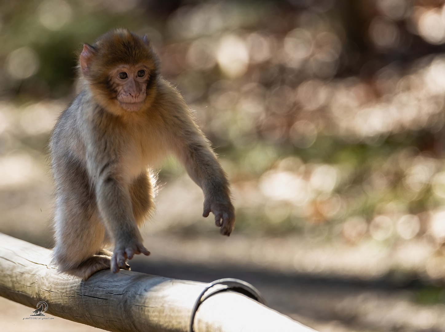 Tierpark Daun