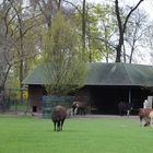 Tierpark Dessau