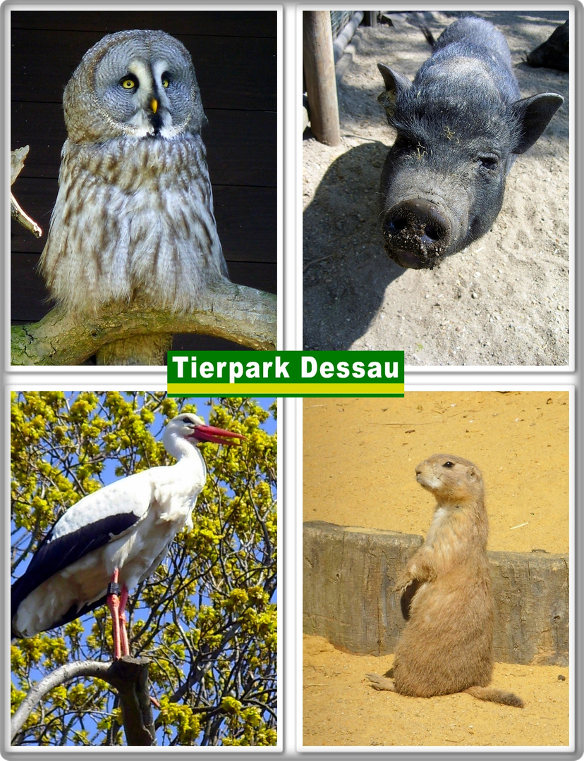 Tierpark Dessau - "selbstkreierte Postkarte"