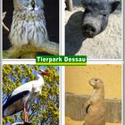 Tierpark Dessau - "selbstkreierte Postkarte"