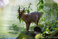 Tierpark