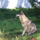 Tierpark Eekholt  - schöner Wolf