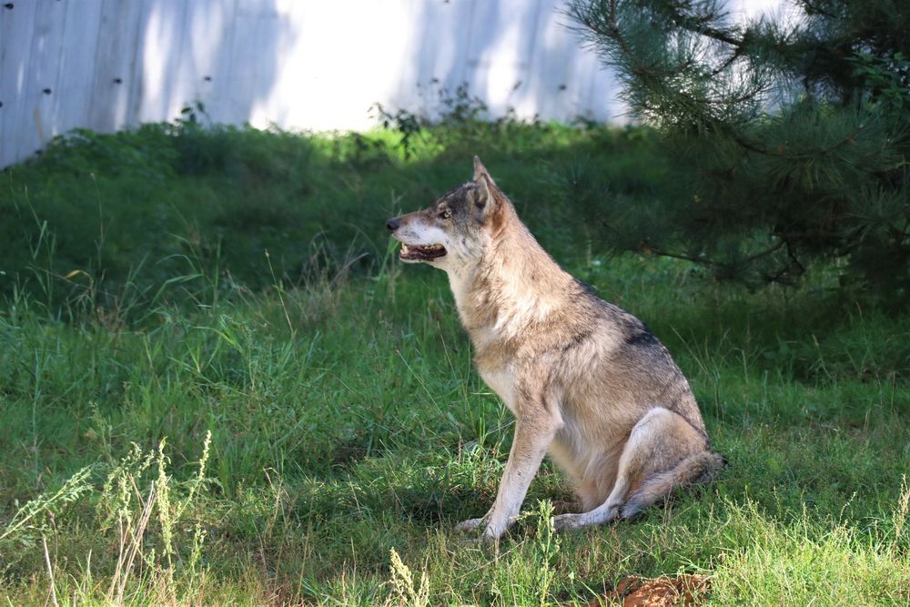 Tierpark Eekholt  - schöner Wolf