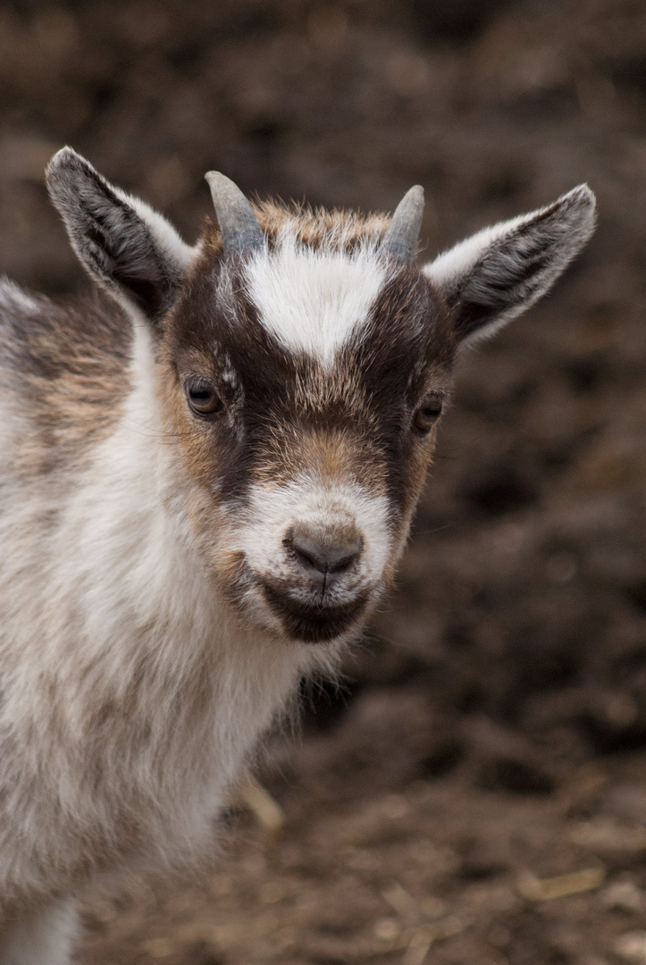 Tierpark Ernstbrunn