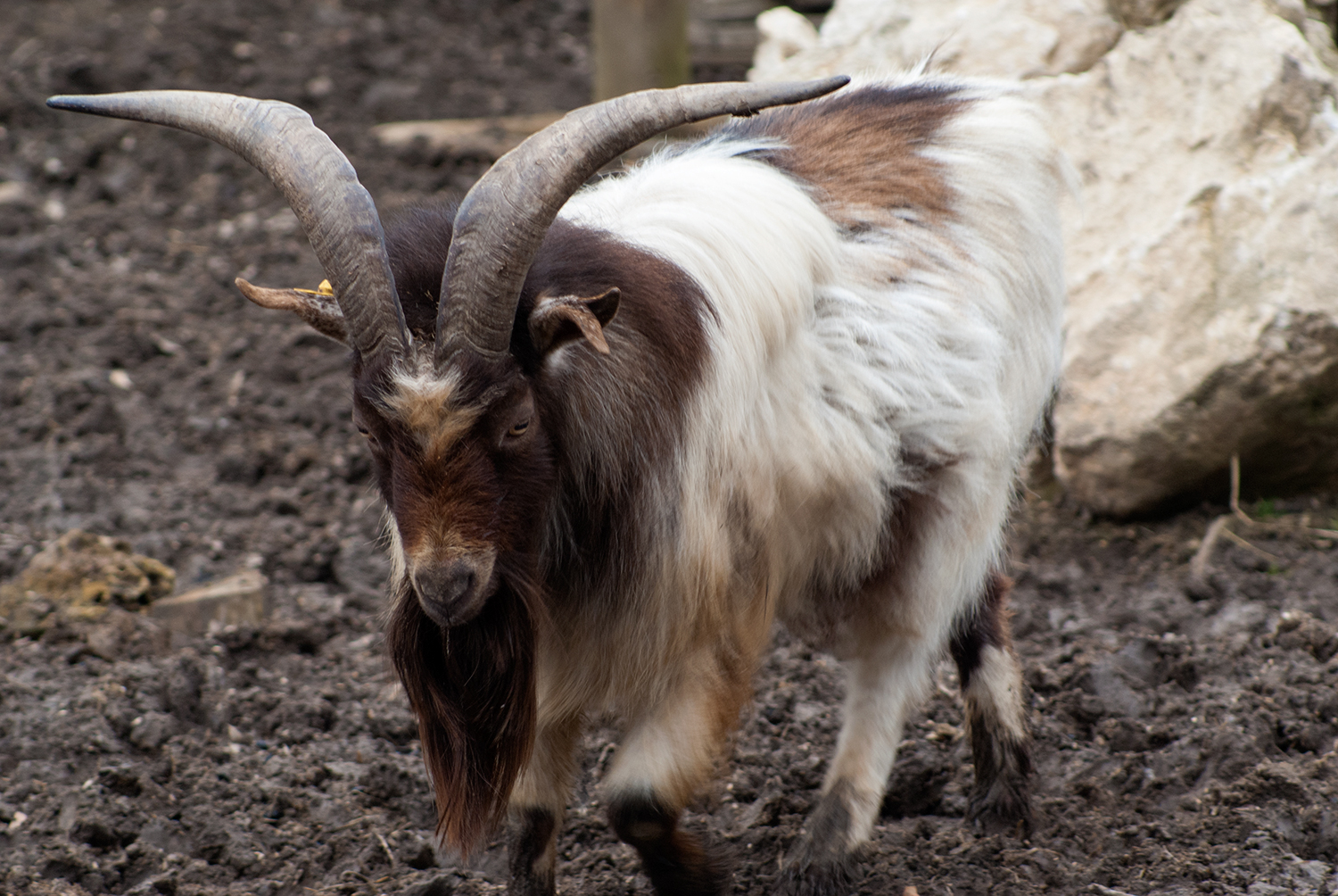 Tierpark Ernstbrunn. Niederösterreich