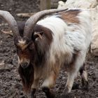 Tierpark Ernstbrunn. Niederösterreich