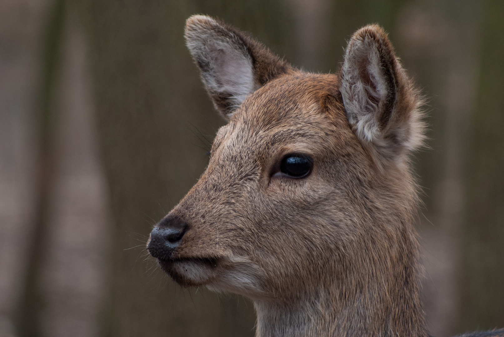 Tierpark Ernstbrunn. Niederösterreich