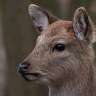 Tierpark Ernstbrunn. Niederösterreich