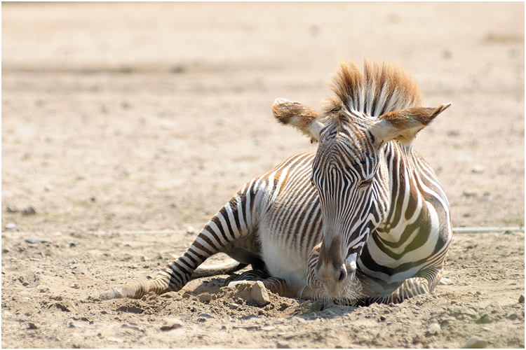 Tierpark Friedrichsfelde #01/09