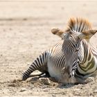 Tierpark Friedrichsfelde #01/09