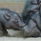 Tierpark Friedrichsfelde #03/09