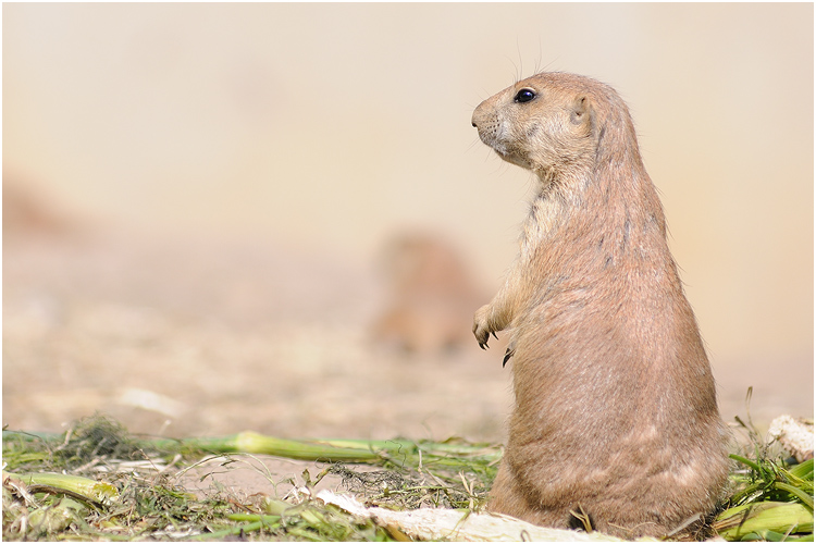 Tierpark Friedrichsfelde #06/09