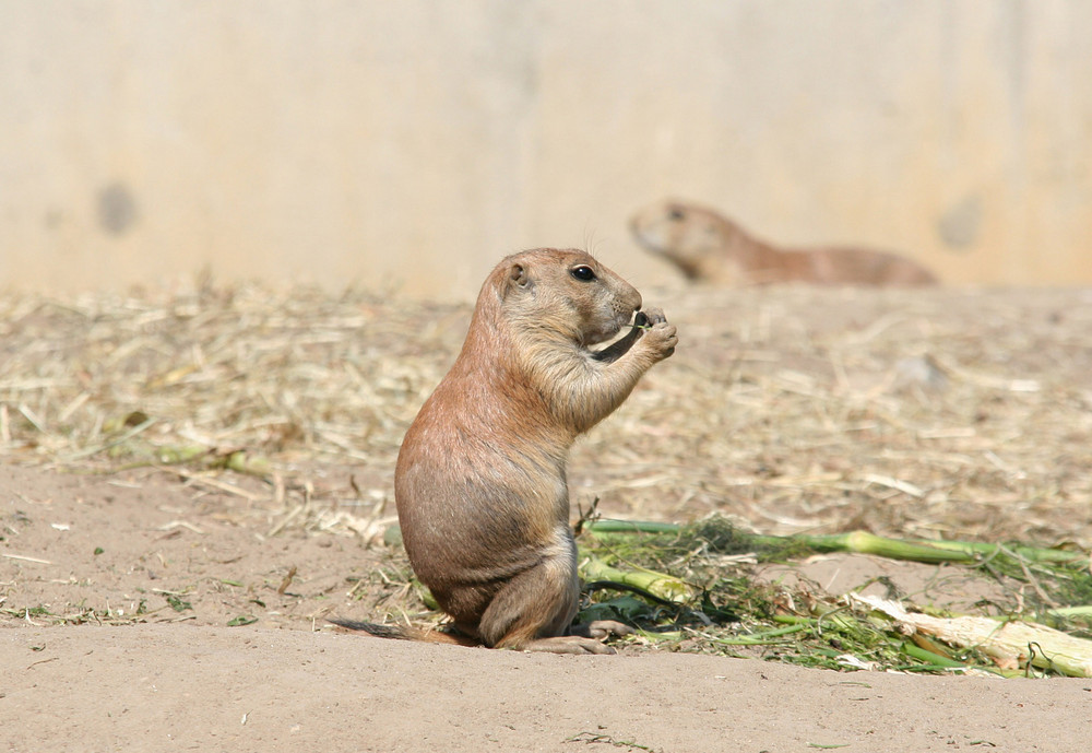 Tierpark Friedrichsfelde