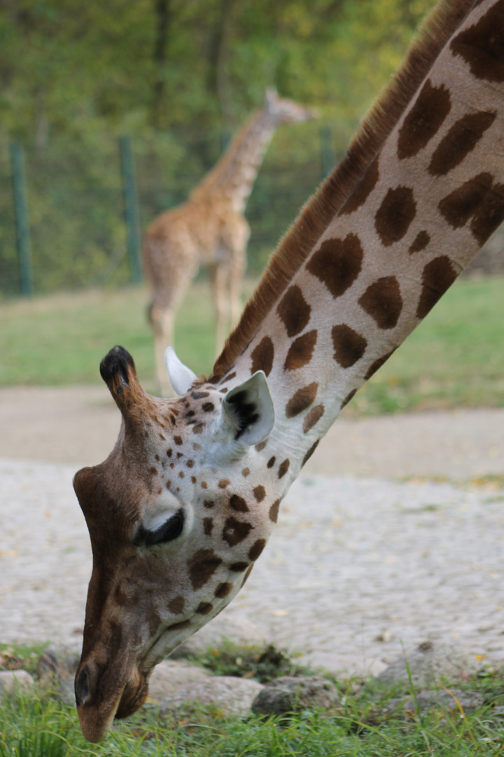 Tierpark Friedrichsfelde