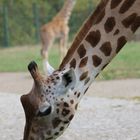 Tierpark Friedrichsfelde