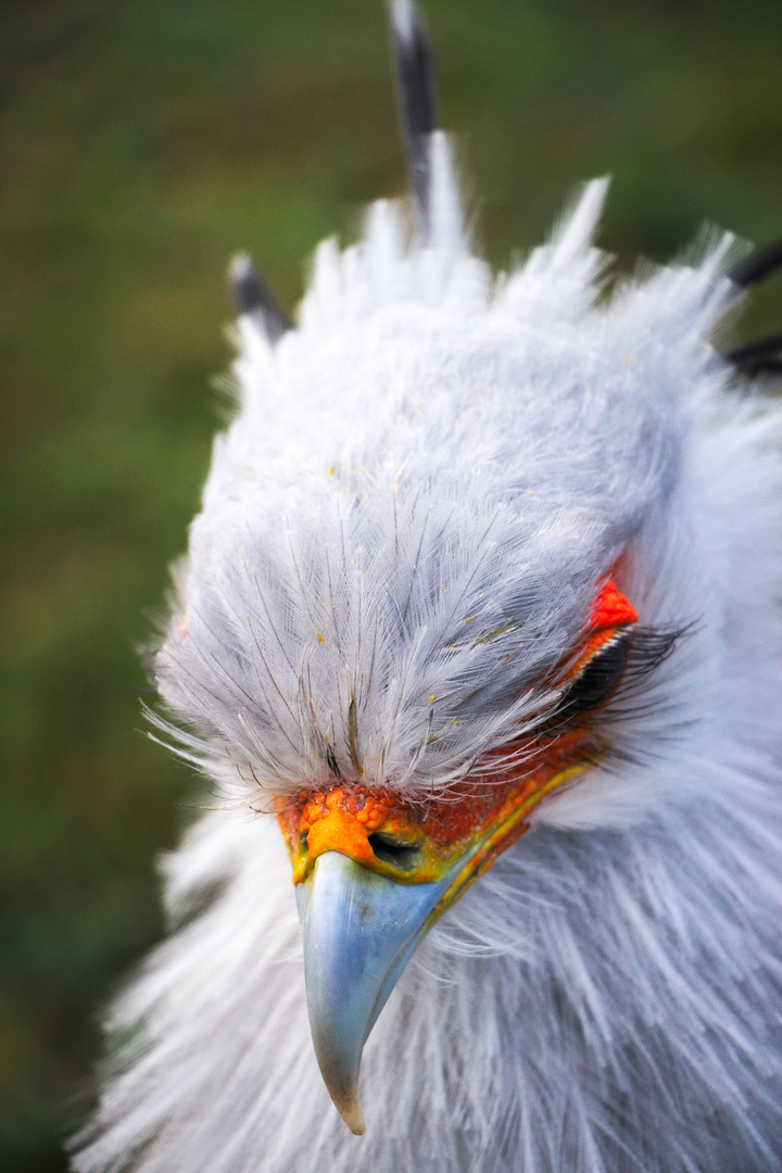 Tierpark Friedrichsfelde