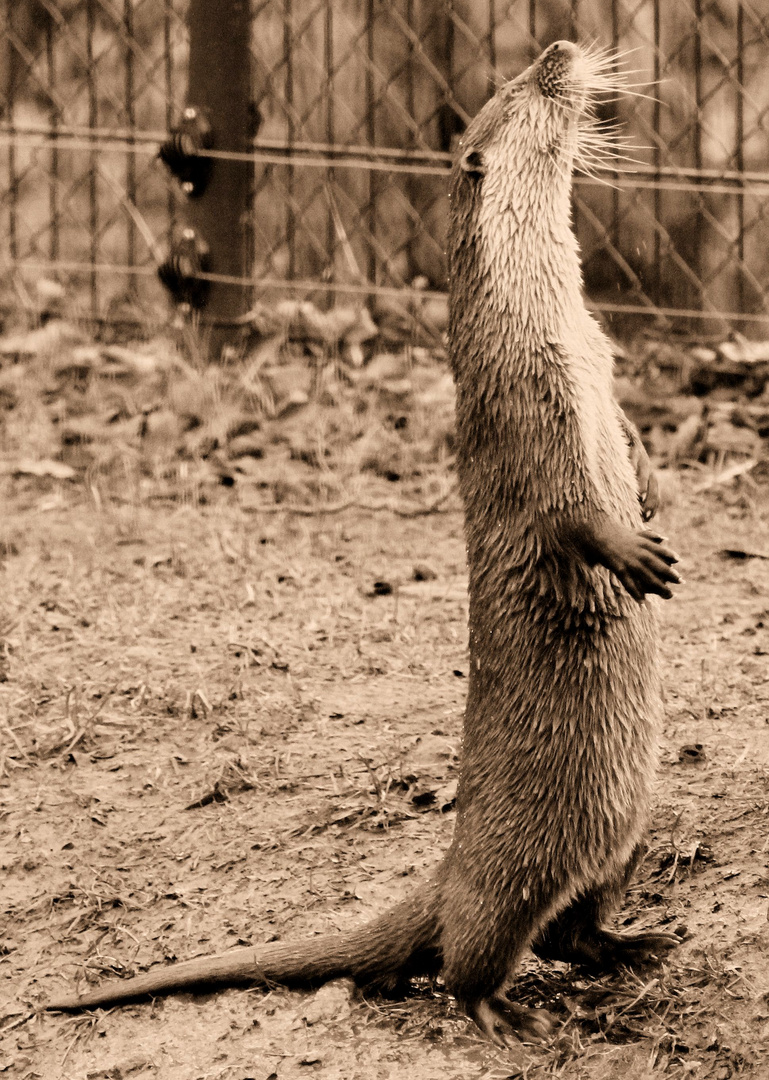 Tierpark Gersfeld (Rhön)