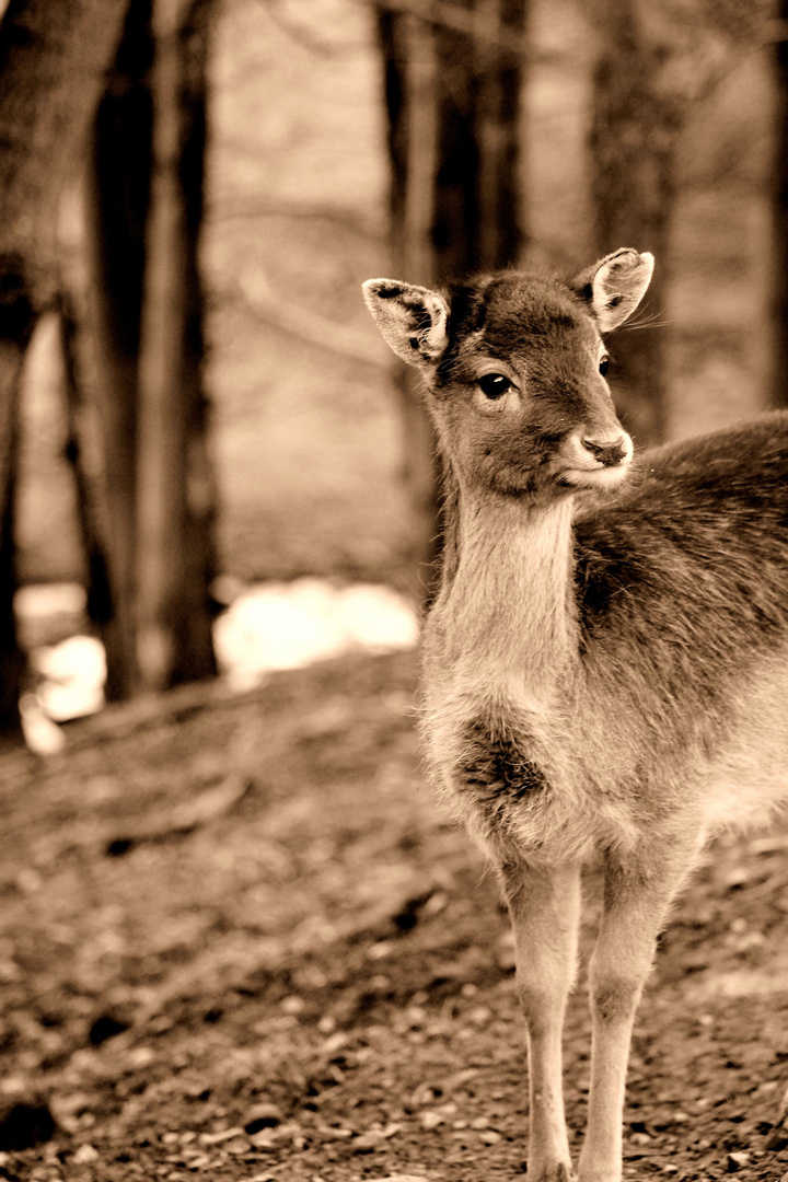 Tierpark Gersfeld (Rhön)2