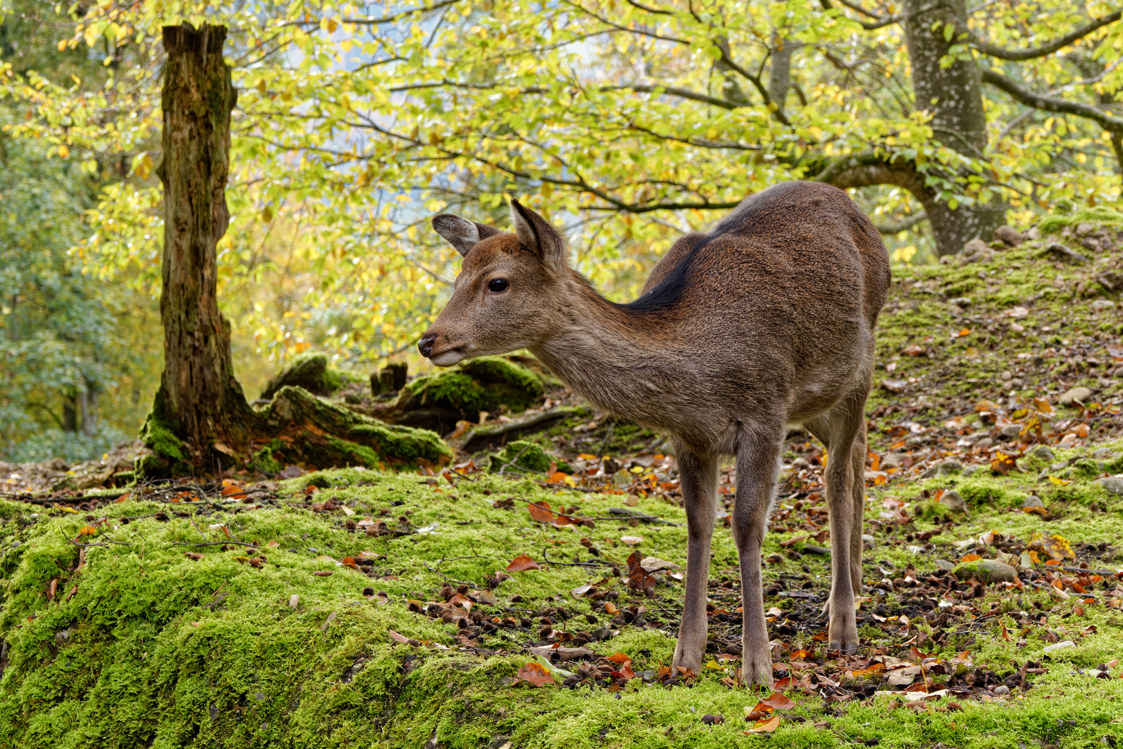 Tierpark Goldau 2/3