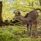 Tierpark Goldau 2/3