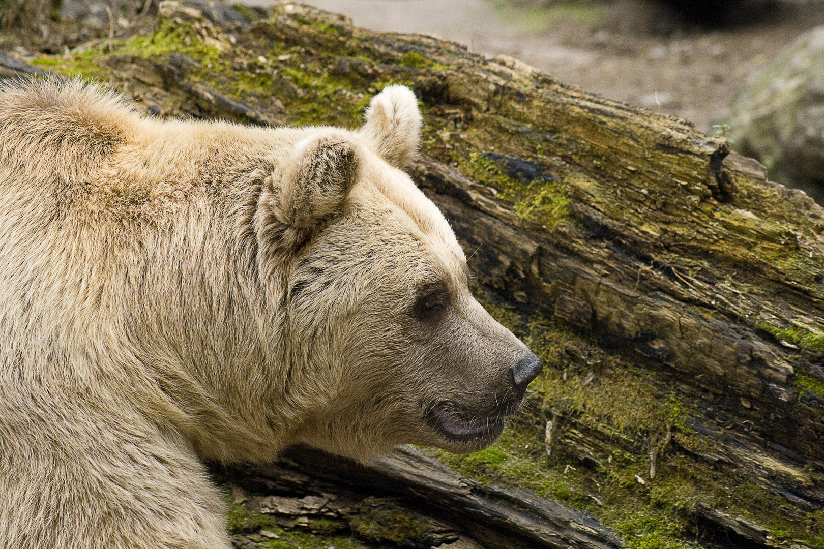 Tierpark Goldau, Braunbär