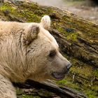 Tierpark Goldau, Braunbär