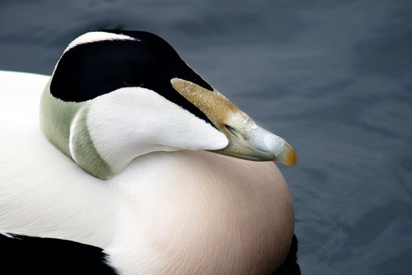 Tierpark Goldau, Ente