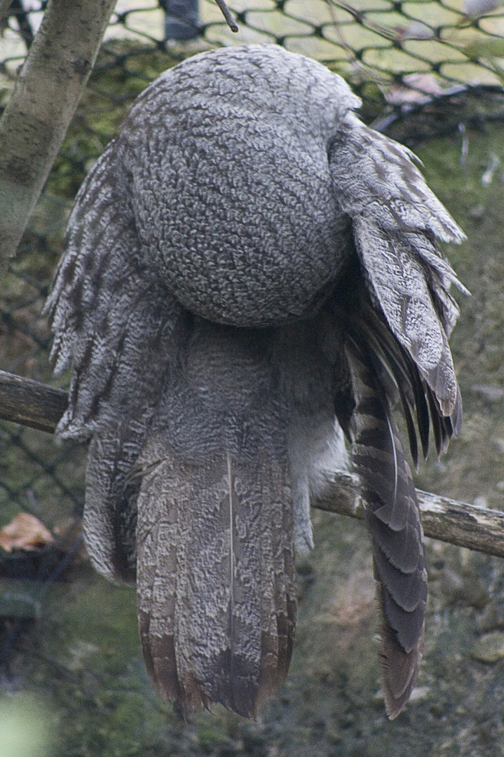 Tierpark Goldau, Eule