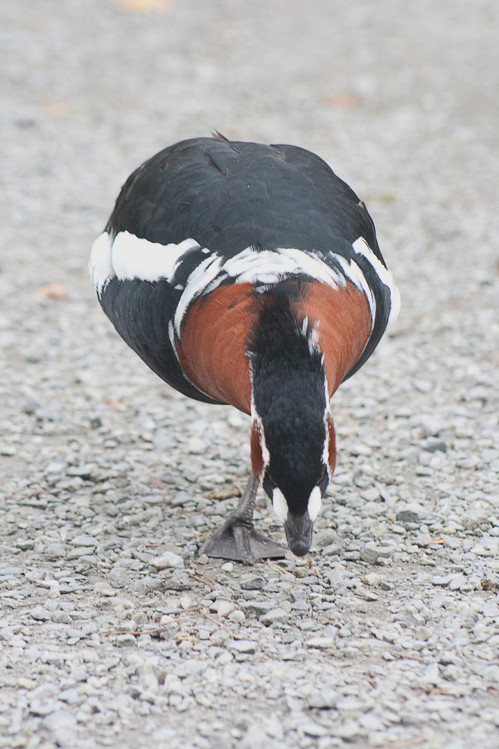 Tierpark Goldau, Gänschenklein