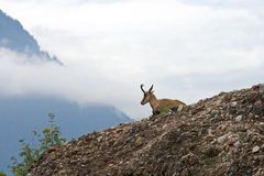 Tierpark Goldau oder der Rest einer Naturkatastrophe