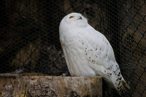 Tierpark Goldau, Schneeeule