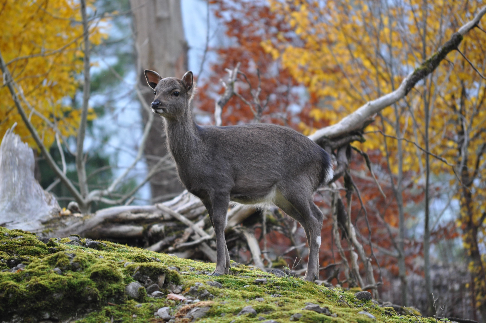 Tierpark, Goldau (Svizzera)