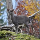 Tierpark, Goldau (Svizzera)