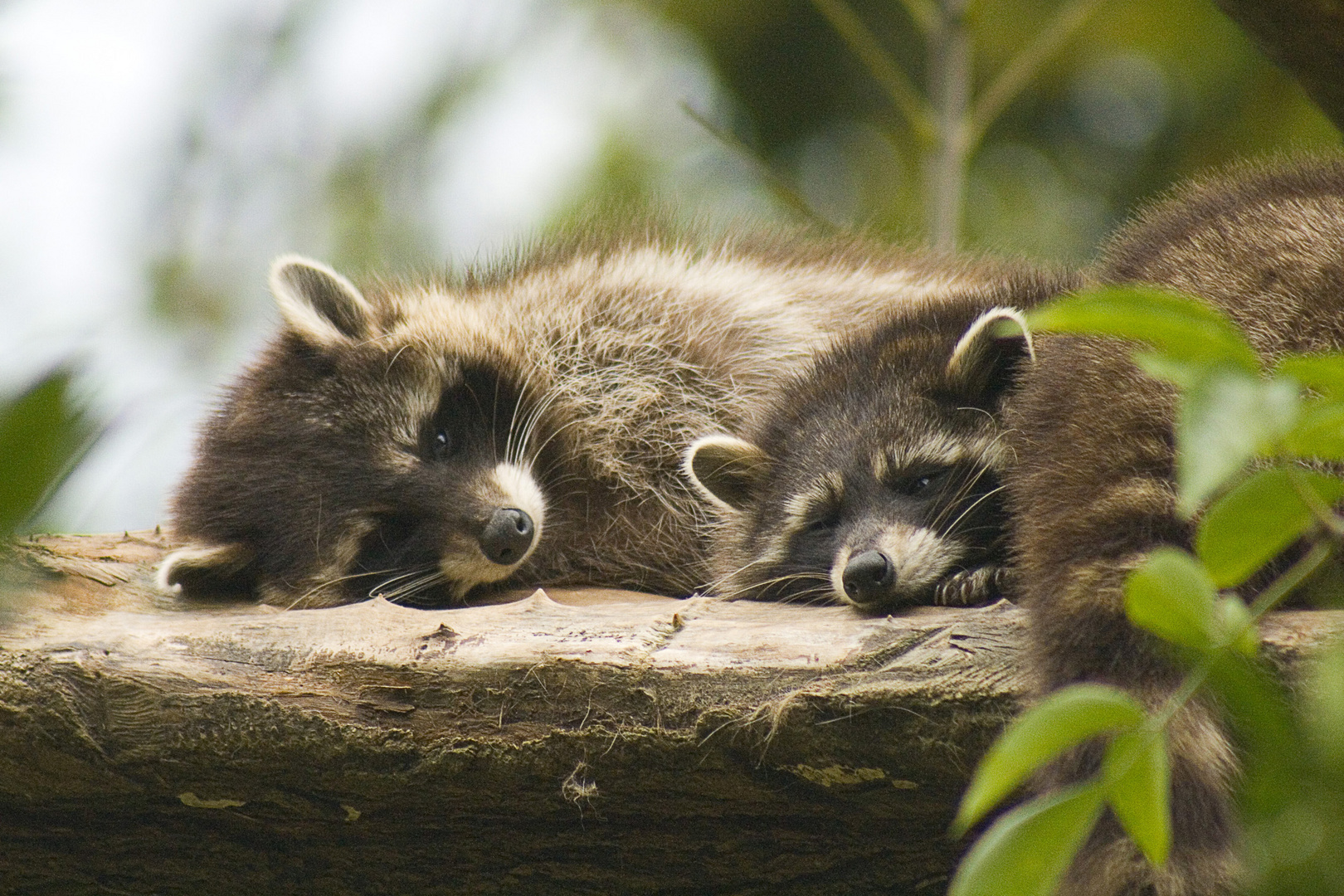 Tierpark Goldau, Waschbären