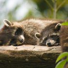 Tierpark Goldau, Waschbären