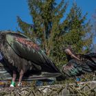 Tierpark Grünau