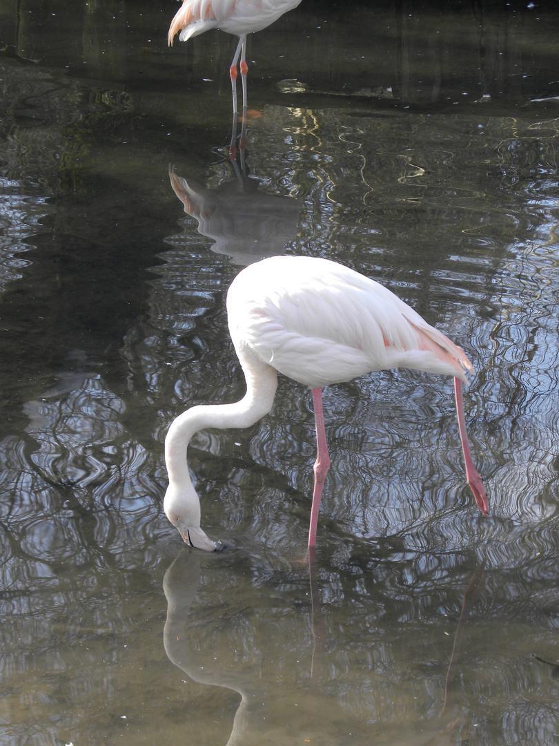 tierpark haag