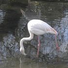 tierpark haag