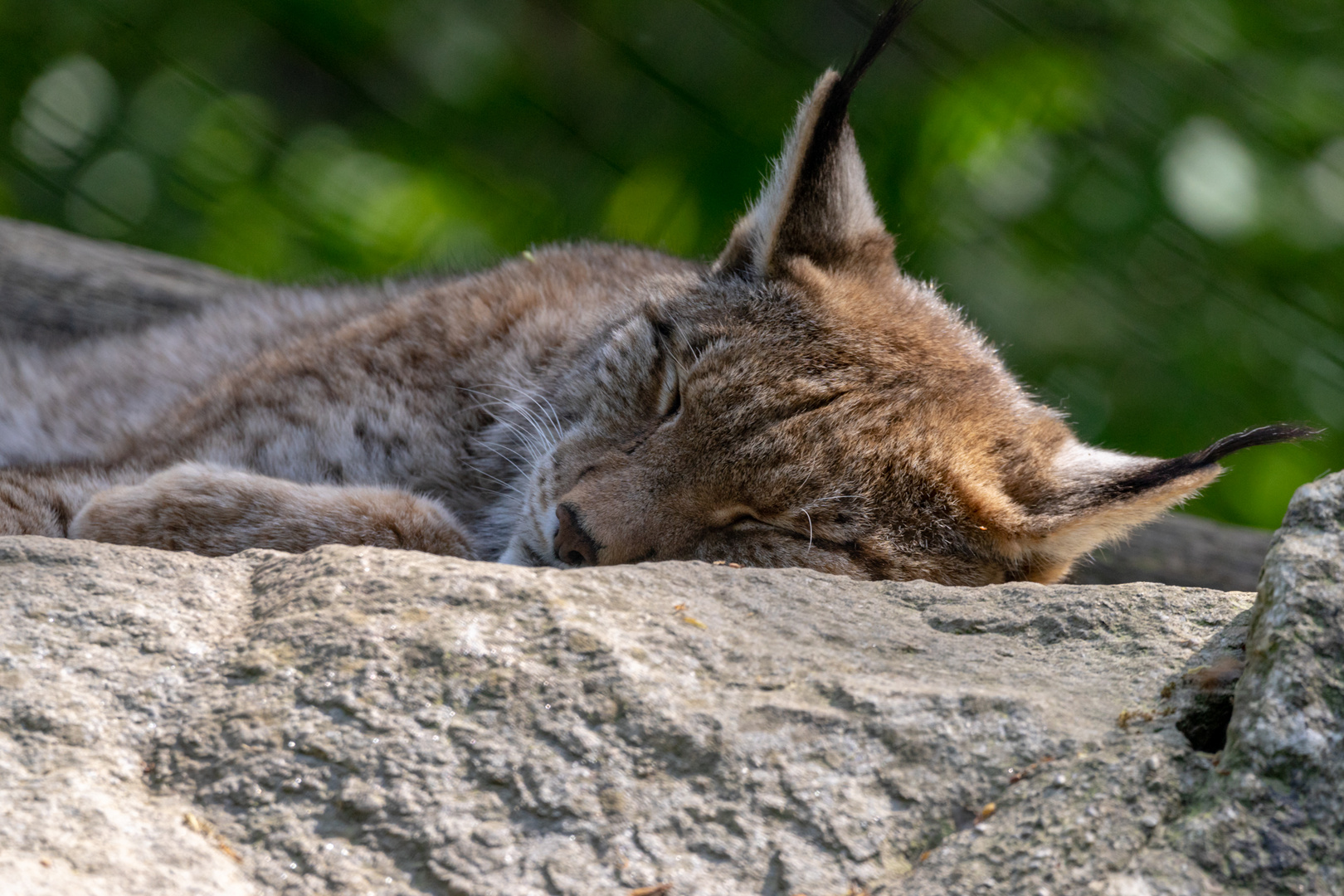 Tierpark Haag