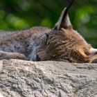 Tierpark Haag