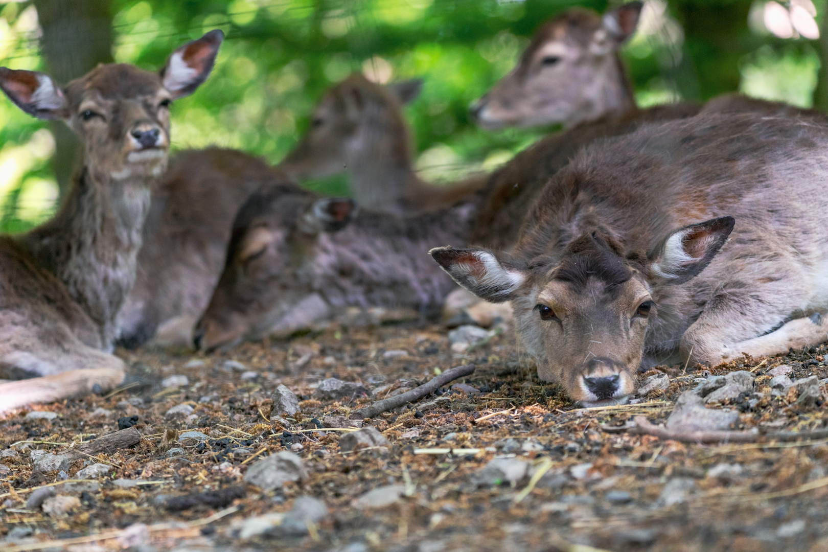 Tierpark Haag