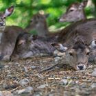 Tierpark Haag