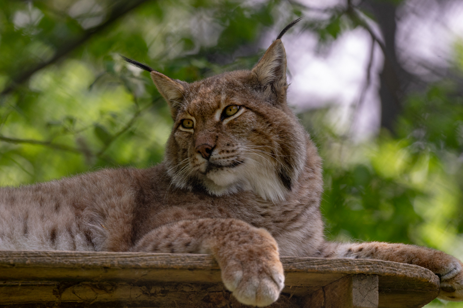 Tierpark Haag