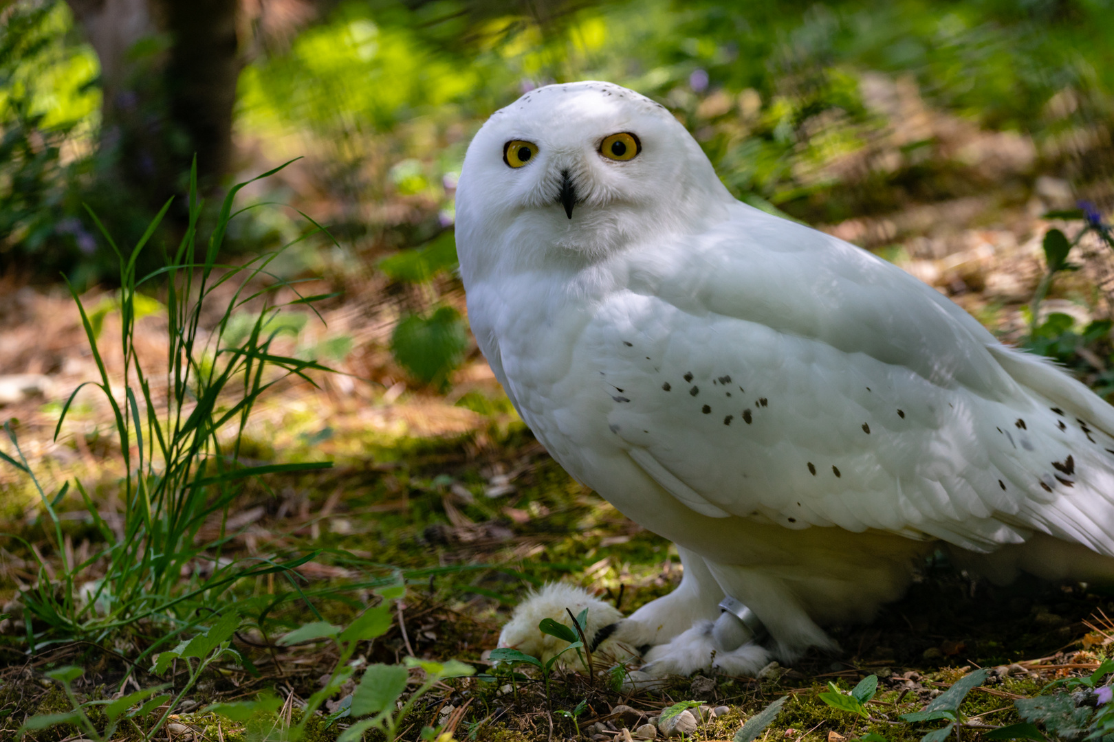 Tierpark Haag