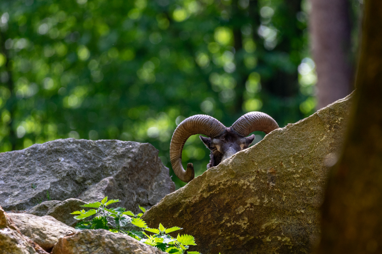 Tierpark Haag