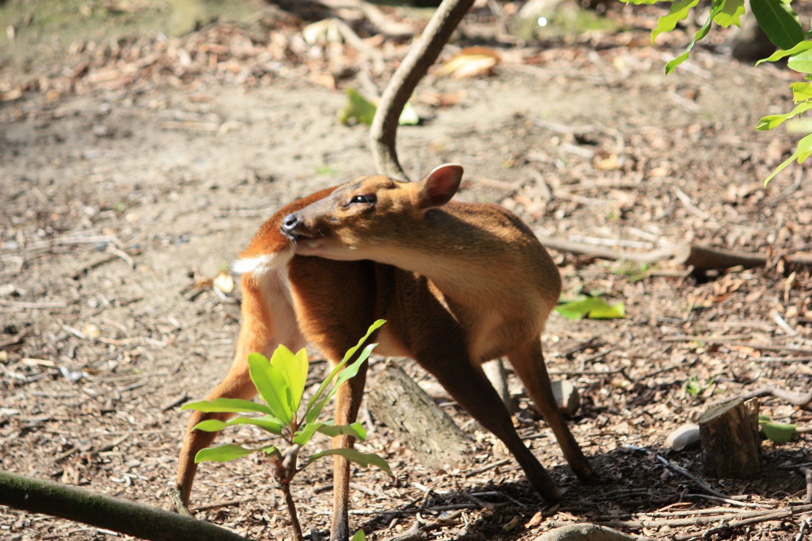 Tierpark Hagenbeck 2