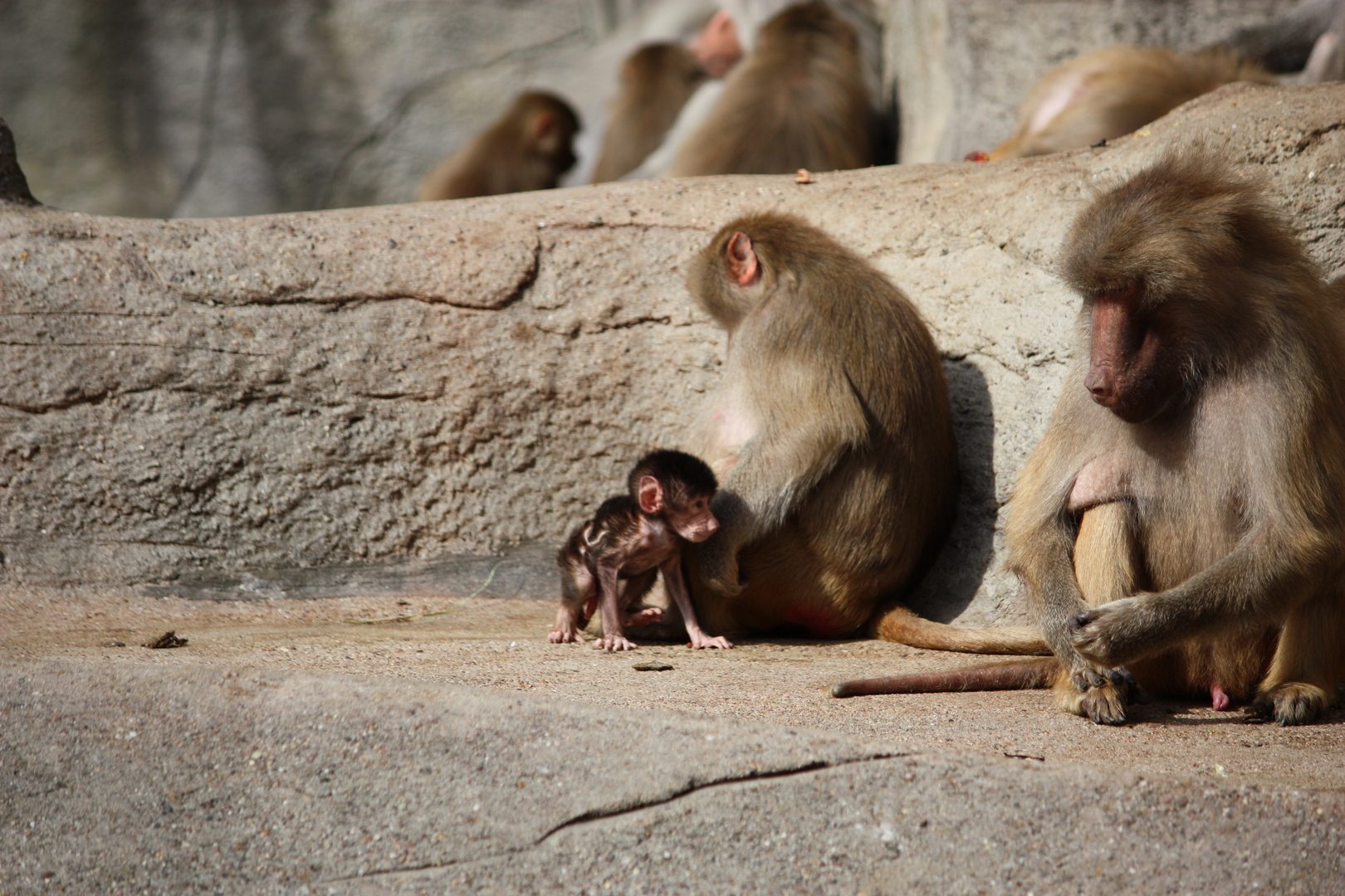 Tierpark Hagenbeck 3