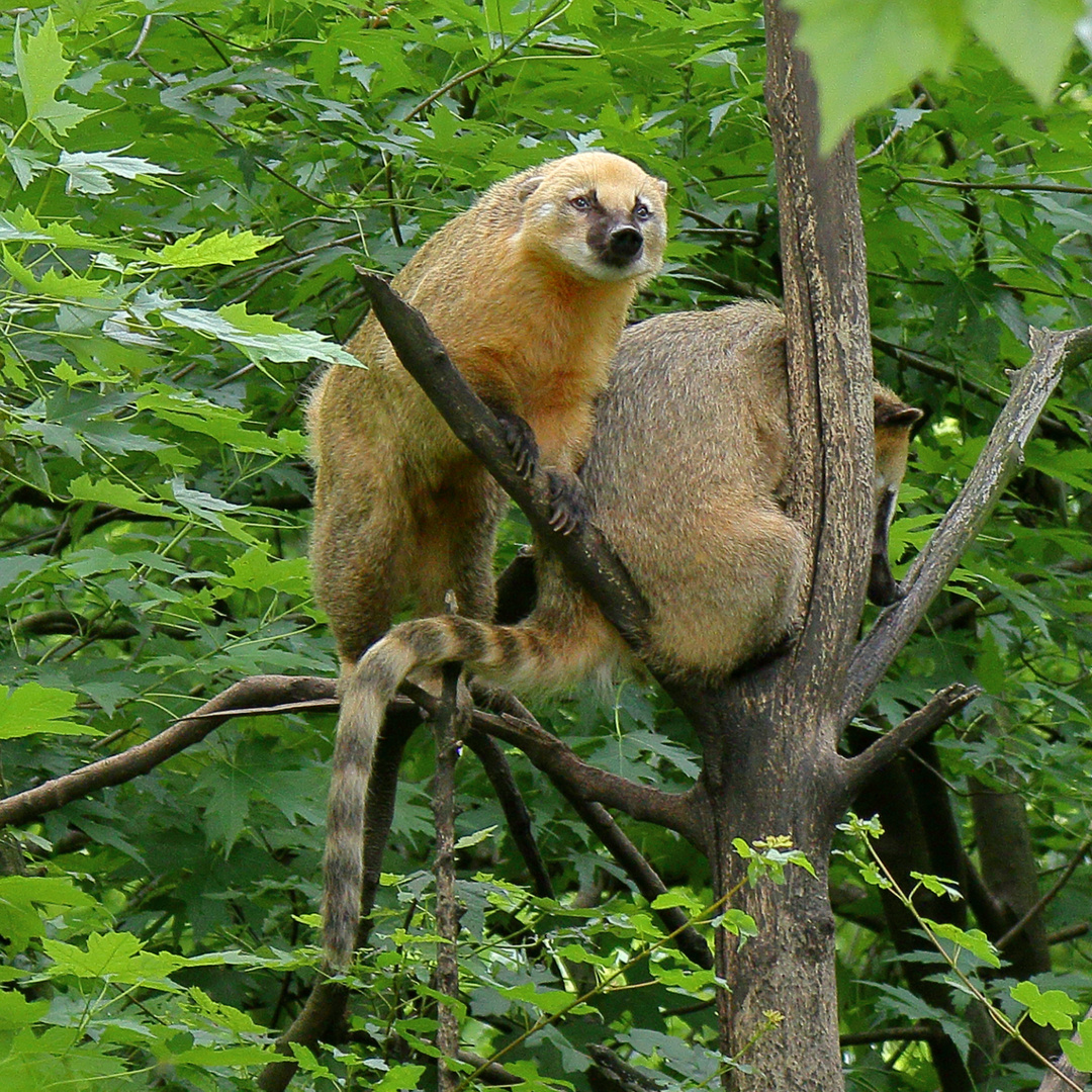 Tierpark Hagenbeck